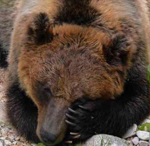 Un orso bruno marsicano avvistato in un centro abitato dell'alto Molise