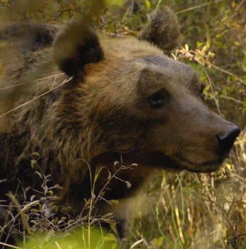 Convivere con l'orso, Sindaco di Lecce nei Marsi: "segnalarne la presenza e niente foto e video"
