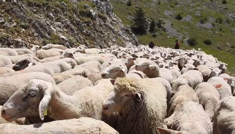 Seguendo i pastori durante la transumanza verticale da Celano ai piani del Sirente