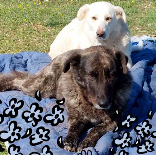 Le cagnoline Ayla e Bella avvelenate ad Antrosano, vive solo grazie a un tempestivo intervento