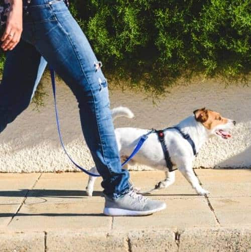 Deiezioni canine nel centro storico di Civitella Roveto, il Sindaco firma un'ordinanza: "i controlli saranno serratissimi"