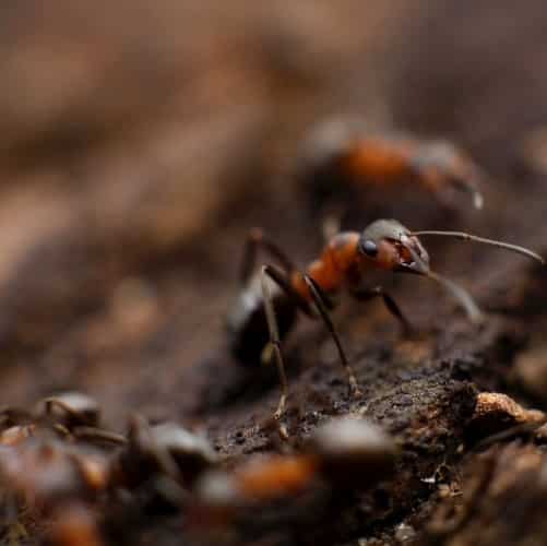 Vietato entrare nel cimitero di Santa Jona: disinfestazione urgente per eliminare le formiche "carpentiere"