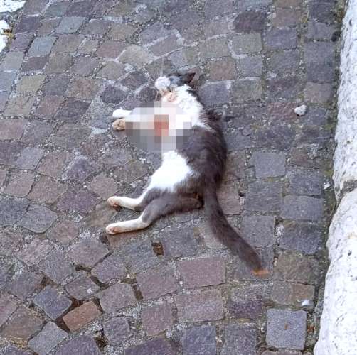 Gatta aggredita e uccisa da un cane, "aveva anche sei cuccioli"