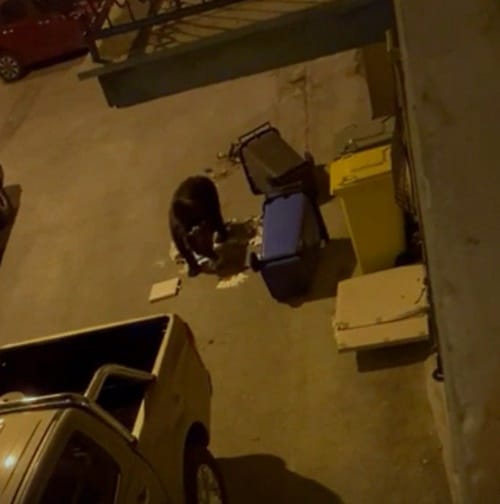 Juan Carrito torna a Roccaraso e cerca cibo nei bidoni della spazzatura