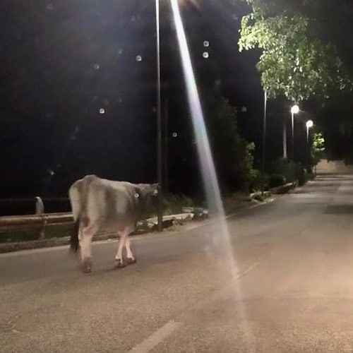 Mucca per strada di sera all'ingresso di Massa d'Albe, "si rischiano incidenti"