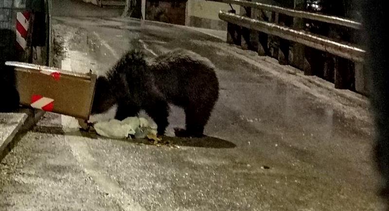 Rispetto per orsi, volpi e lupi: a Pescasseroli si chiede la corretta gestione dei rifiuti