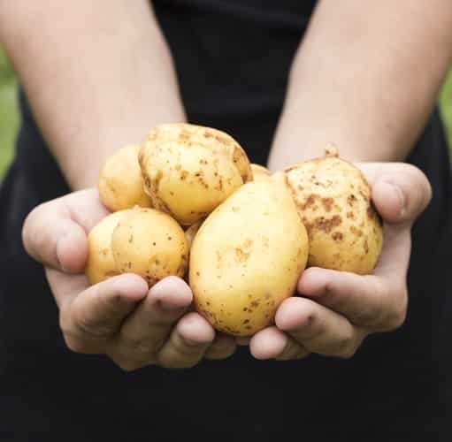 "Dall'eccellenza culinaria allo sviluppo del territorio": patata del Fucino IGP protagonista del convegno ad Aielli