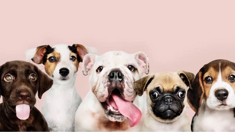 Liberi di sfilare, il 28 agosto a Gioia dei Marsi: evento aperto a tutte le razze di cani