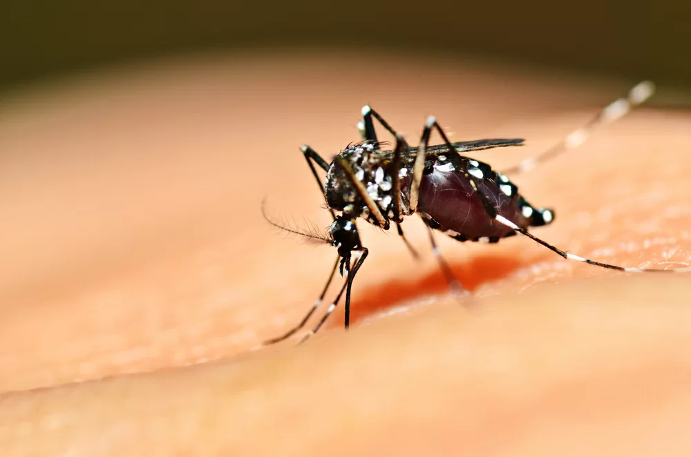Donna con il Dengue, virus delle zanzare