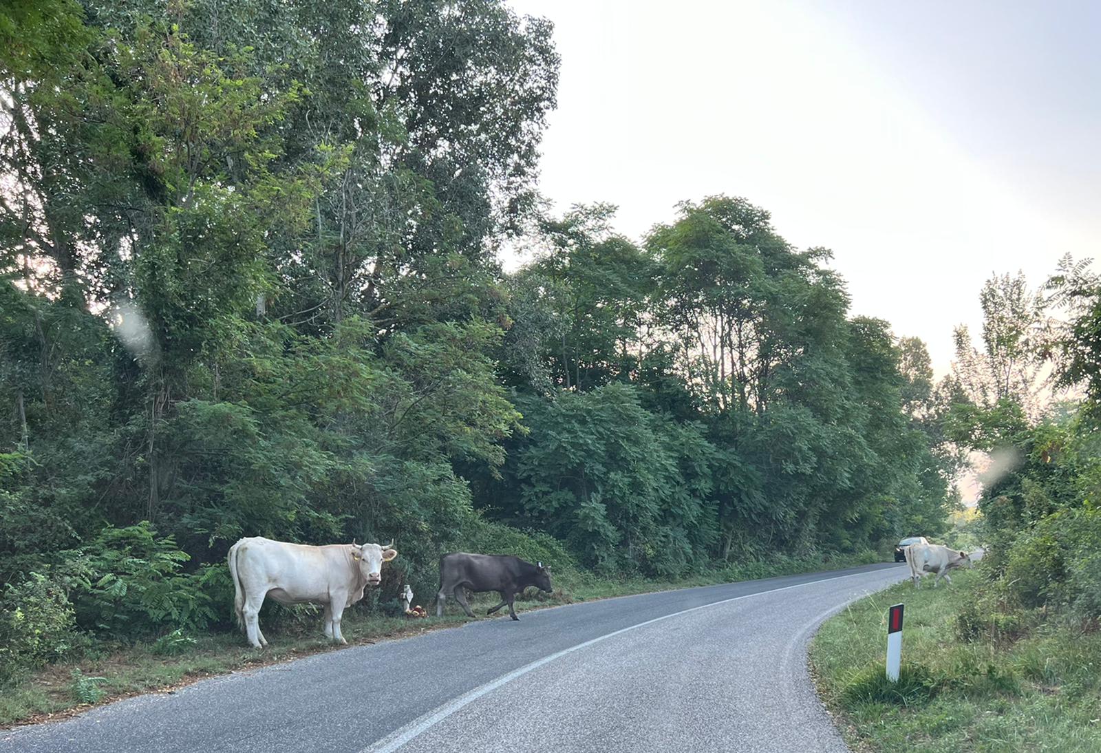 Mucche vaganti tra Massa d'Albe e Ovindoli, “si creano situazioni di pericolo”