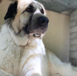 Louise, trovata a San Benedetto dei Marsi, è diventata cane da interventi assistiti per disabili, anziani e bambini