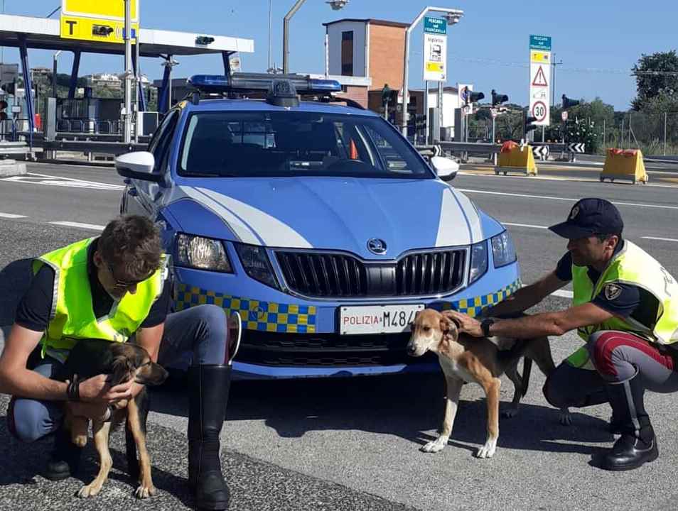 Poliziotti mettono in salvo due cani che vagavano in autostrada