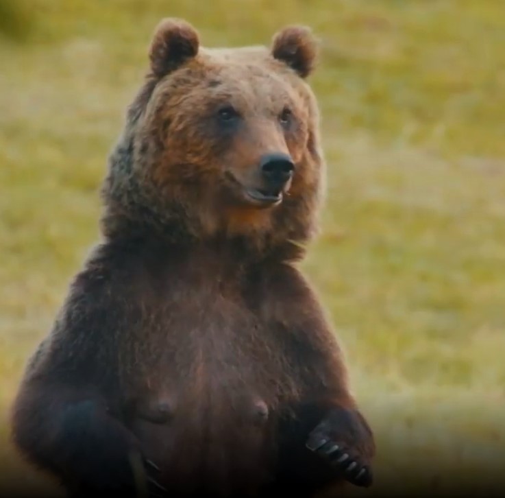 "Il marsicano: l'ultimo orso": in onda su Sky Natura il docu-film dedicato all'orso bruno marsicano