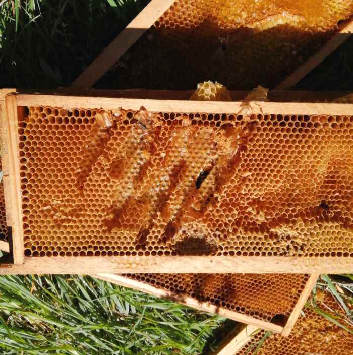 Juan Carrito prende di mira delle arnie, gli apicoltori: "il nostro miglior feedback"
