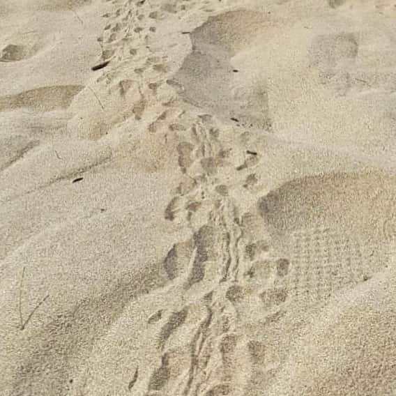 Sul litorale abruzzese si schiudono uova di tartaruga Caretta Caretta