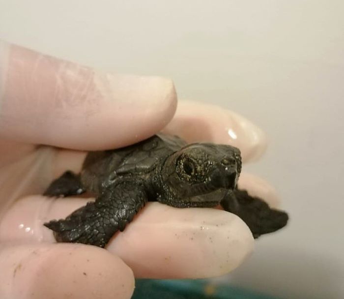 Nido di tartaruga marina sulla costa abruzzese: nate 72 Caretta caretta, un evento unico