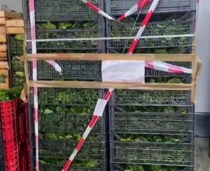 Mandragora tra gli spinaci: distrutti sette bancali di verdura provenienti da Avezzano