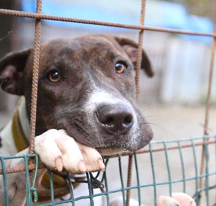 Rincari prezzi dei prodotti per animali, AIDAA: "10.000 tra cani e gatti a rischio abbandono"