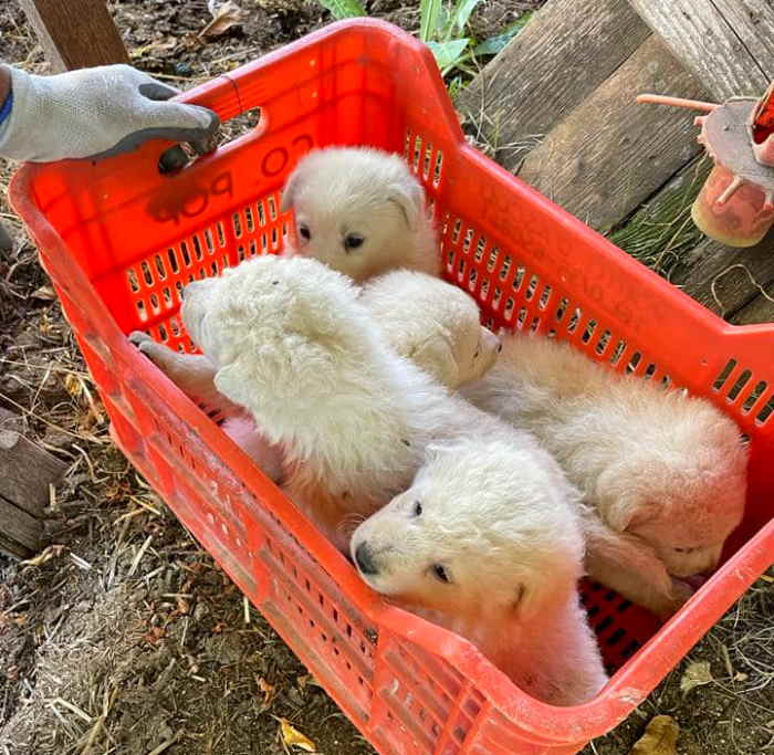 Cuccioli di pastore abruzzese abbandonati in una cassetta: "Cercavano la loro mamma"