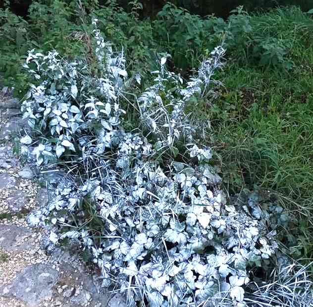 Spruzzano vernice bianca sulle piante del sentiero lungo il fiume a Tagliacozzo