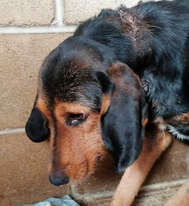 Segugio ferito da un collare troppo stretto: "I veterinari hanno dovuto tagliare la pelle per estrarlo"