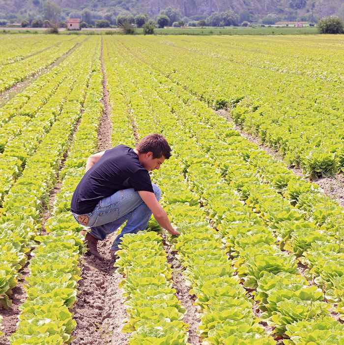 Sostegno finanziario ai giovani imprenditori agricoli, Imprudente: "Disponibili oltre 13 milioni di euro"