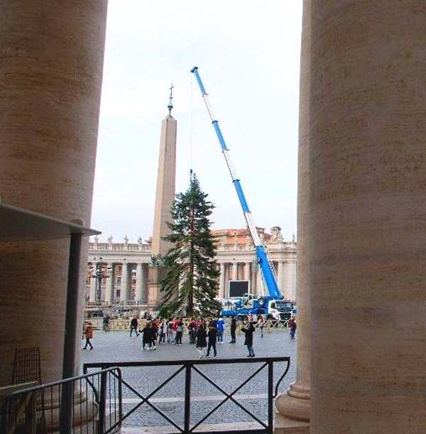 Innalzato in piazza San Pietro l'albero di Natale arrivato dall'Abruzzo