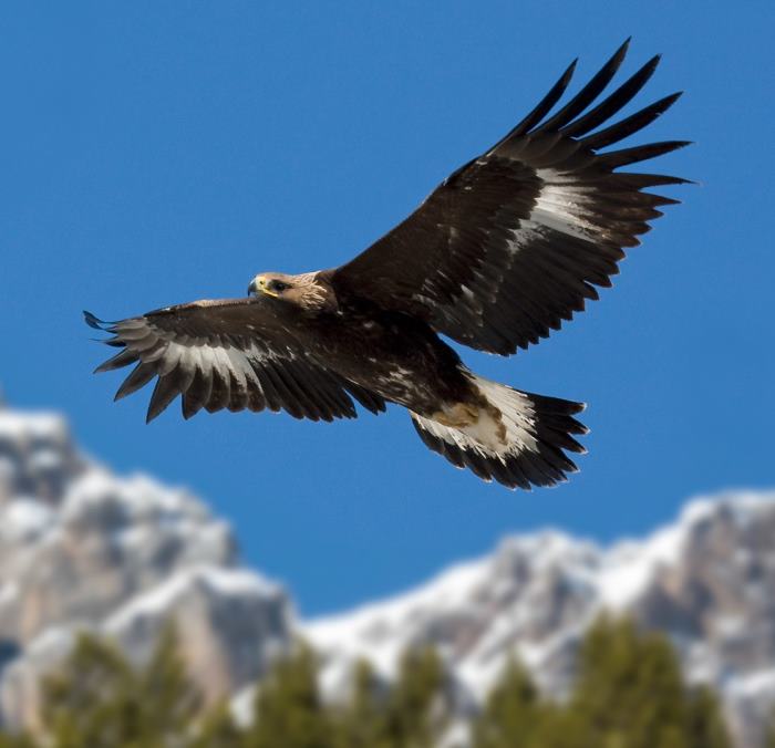 Aquila reale e falco pellegrino a rischio sul Gran Sasso, SOA: "No alla zipline"