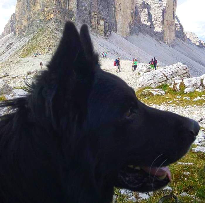 È morto Hercules, cane del Soccorso Alpino d'Abruzzo, il suo conduttore: "Lo onorerò trasmettendo tutto agli altri cani da soccorso"