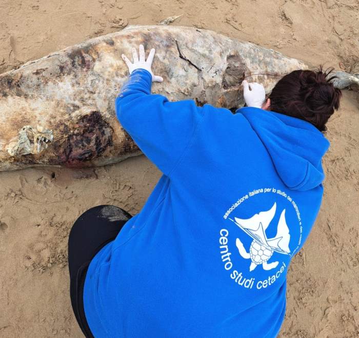 Recupero carcasse di tartarughe e tursiopi sulla costa abruzzese