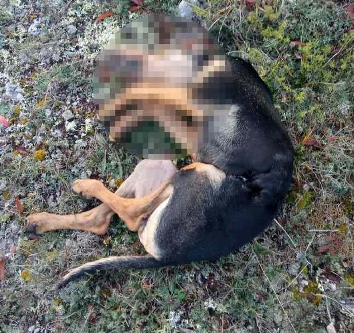 Cucciola di segugio trovata senza vita in campagna: "Il mondo dei cani da caccia non ha regole"