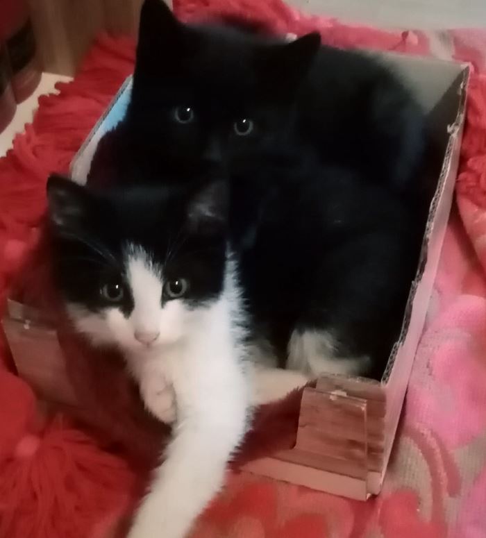 Gattini abbandonati in uno scatolone all'interno di una cava: "Perché buttarli nel nulla?"