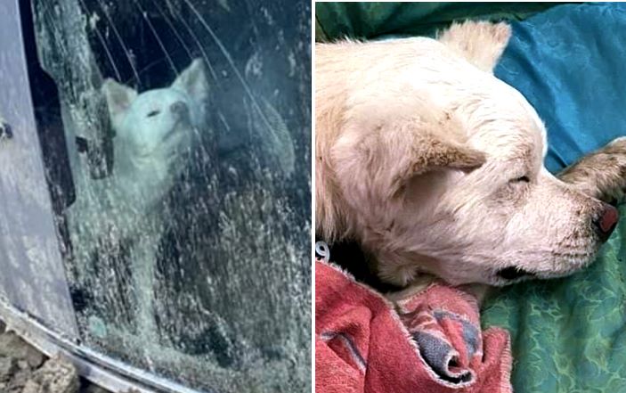 Messo in salvo Yuki, il cane che aspettava da tre giorni i suoi proprietari morti sotto la frana a Ischia
