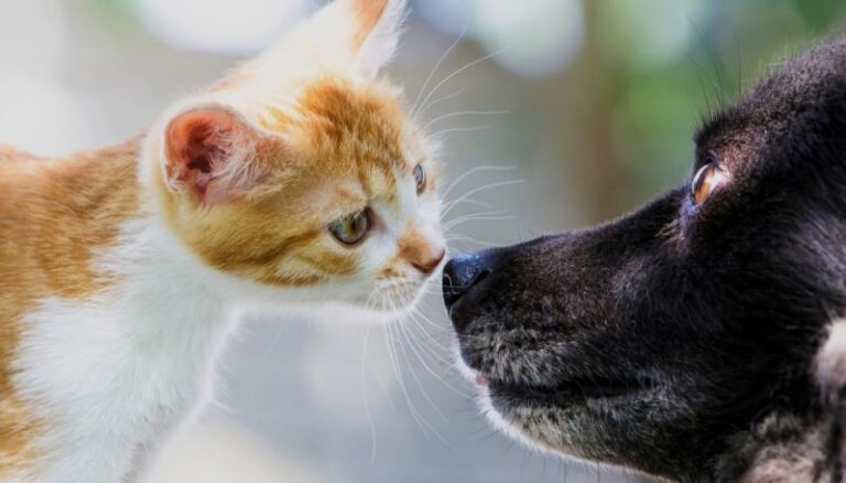 Proposta di legge in Abruzzo per gli animali d'affezione: rimborso spese veterinarie e istituzione del Garante degli animali