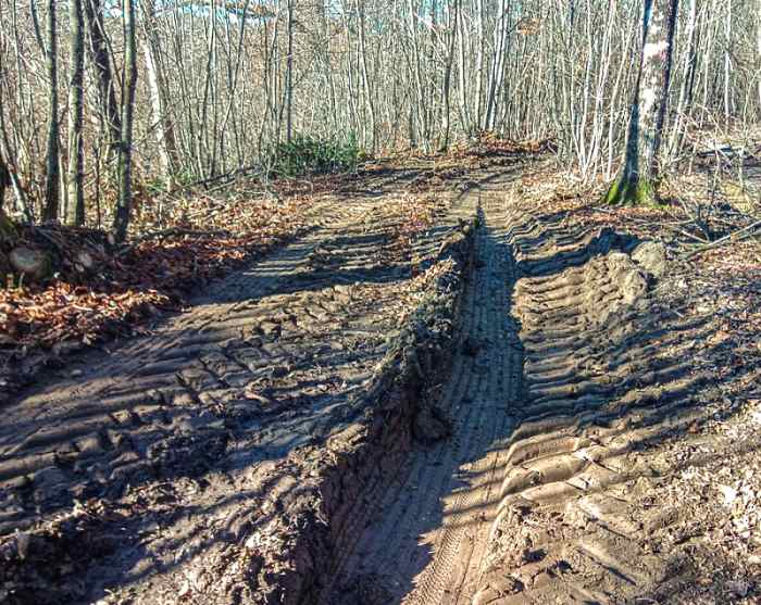 Sentiero naturalistico del bosco di Oricola danneggiato da mezzi pesanti: "Uno scempio immane"