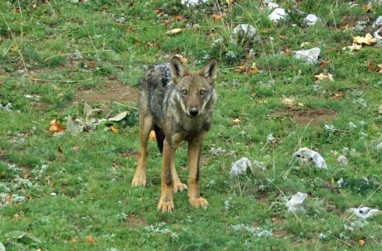 Il lupo rimane specie protetta, soddisfazione da parte degli ambientalisti