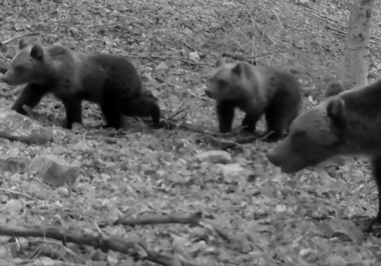 Mamma orsa e i suoi due piccoli: spettacolare video dalla Riserva Monte Genzana