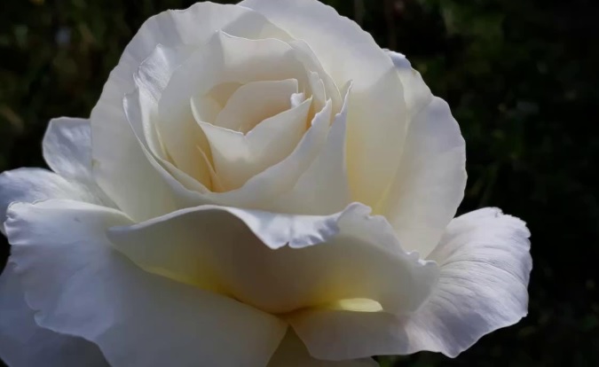 rosa bianca