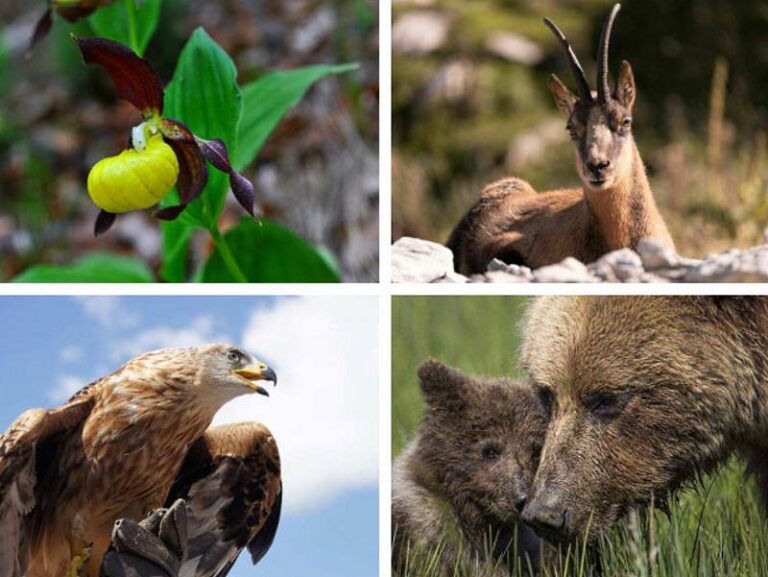 Centenario della nascita del Parco Nazionale d'Abruzzo, Lazio e Molise: presentato il calendario degli eventi culturali e scientifici