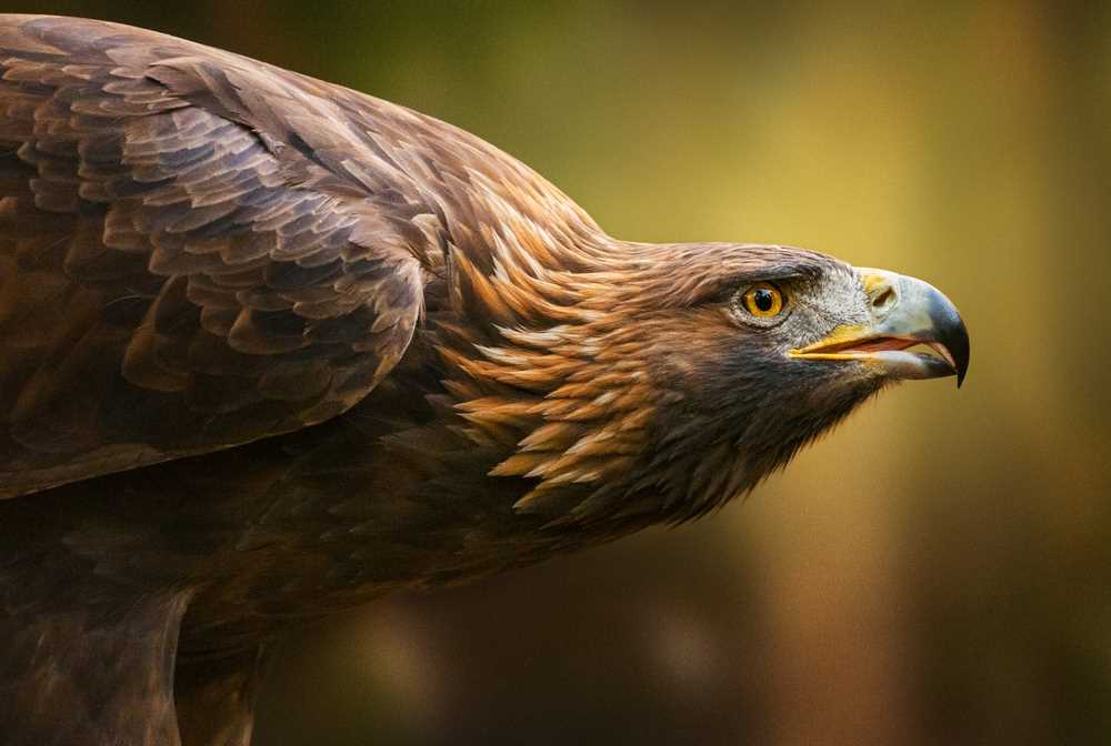 Tutela aquila reale, il Comune di Massa d'Albe vieta l'accesso al sentiero n. 8 della Riserva Naturale "Monte Velino"
