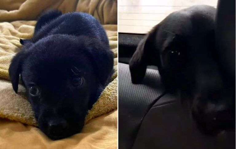 Dopo 8 mesi rimandano indietro la cagnolina che avevano adottato: "È diventata più grande di quanto ci aspettavamo"