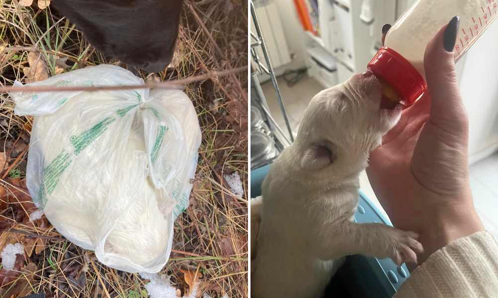 Due cucciole appena nate ritrovate in sacchetto di plastica: "Abbandonate come spazzatura"