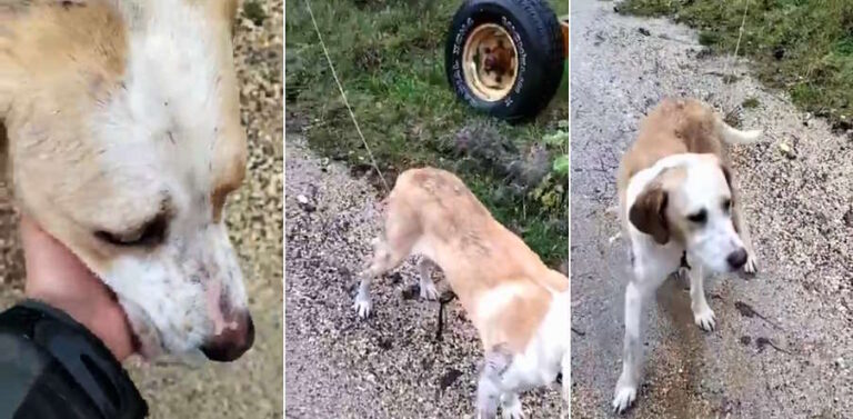 Cane lasciato legato a un trattore con una corda: "Quale persona può fare una cosa del genere?"