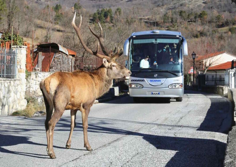 Precedenza al cervo! Incontri straordinari lungo le strade d'Abruzzo