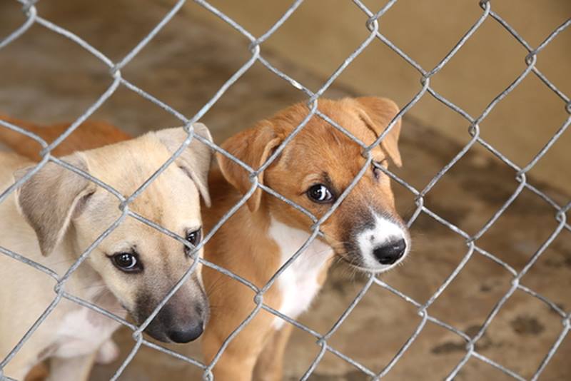 Canile sequestrato per soppressioni illecite di cuccioli in buona salute, Blasioli: "Venga accertata la verità"