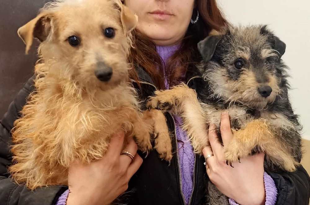 Due cuccioli abbandonati in un trasportino davanti al canile: "Non separateli sono fratelli"