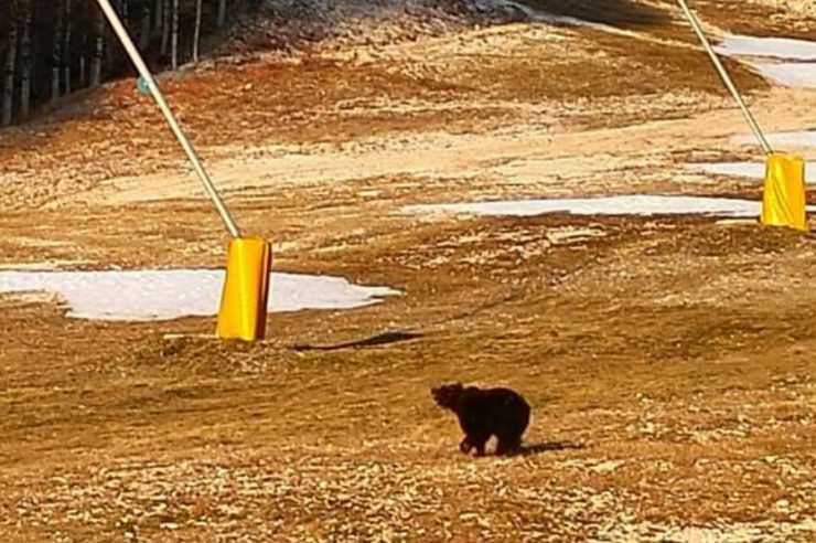 Juan Carrito, l'orso che non va in letargo, a passeggio sulle piste da sci