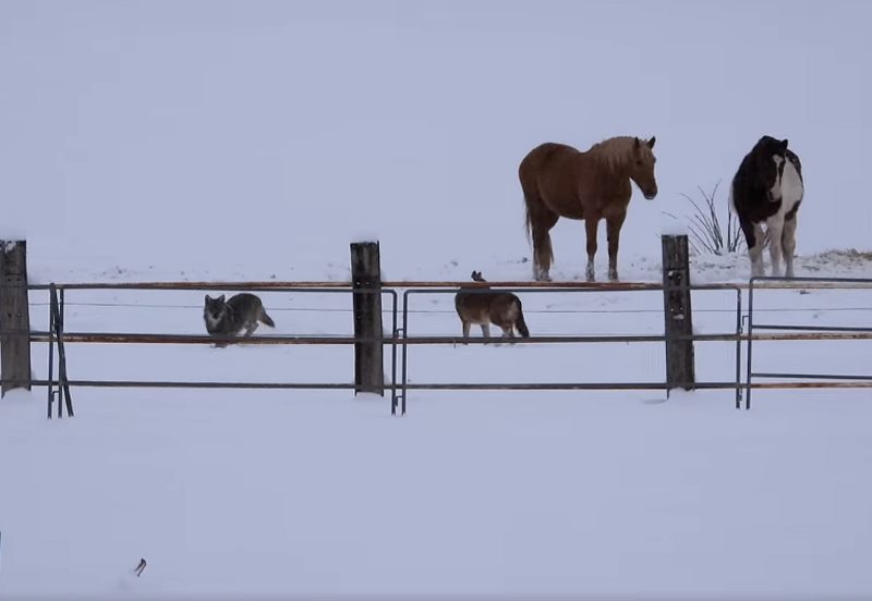 Lupi a spasso tra la neve e i cavalli a Pescasseroli