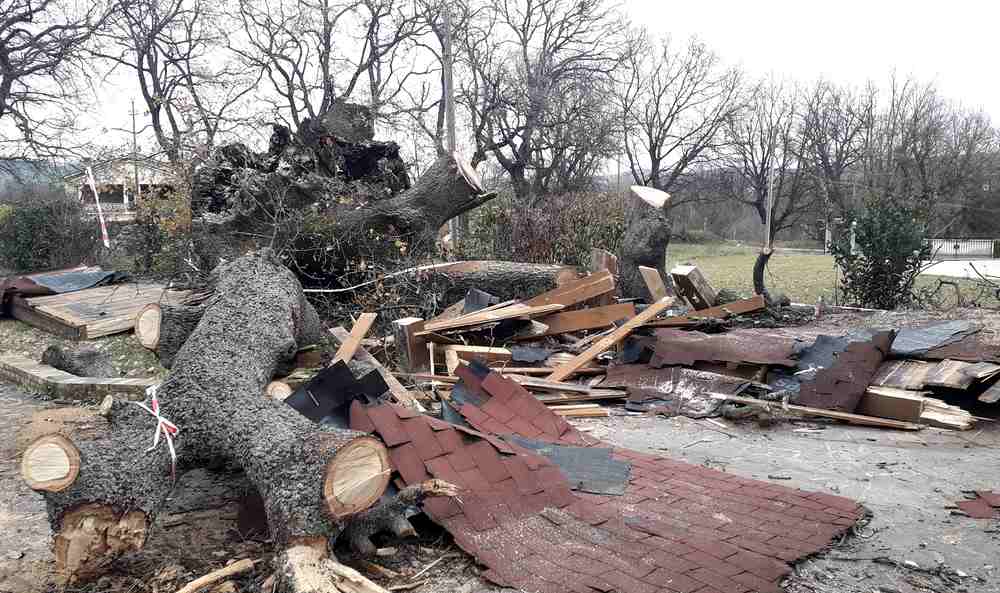 Crollata a terra la Quercia delle Streghe, uno degli alberi più grandi d'Abruzzo