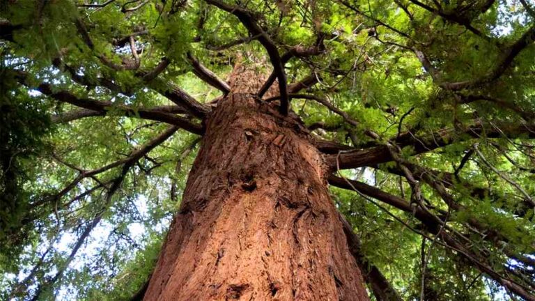 "La gestione forestale sostenibile", venerdì 24 Febbraio convegno presso l'Ex Arssa Avezzano